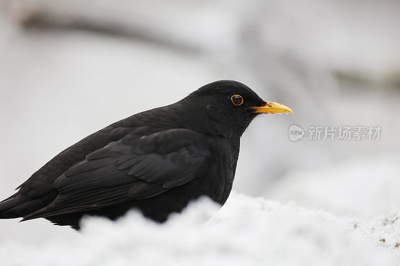 黑鸟(Turdus merula)冬季雄性